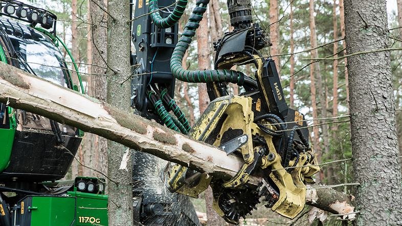 Gallring av skog. 