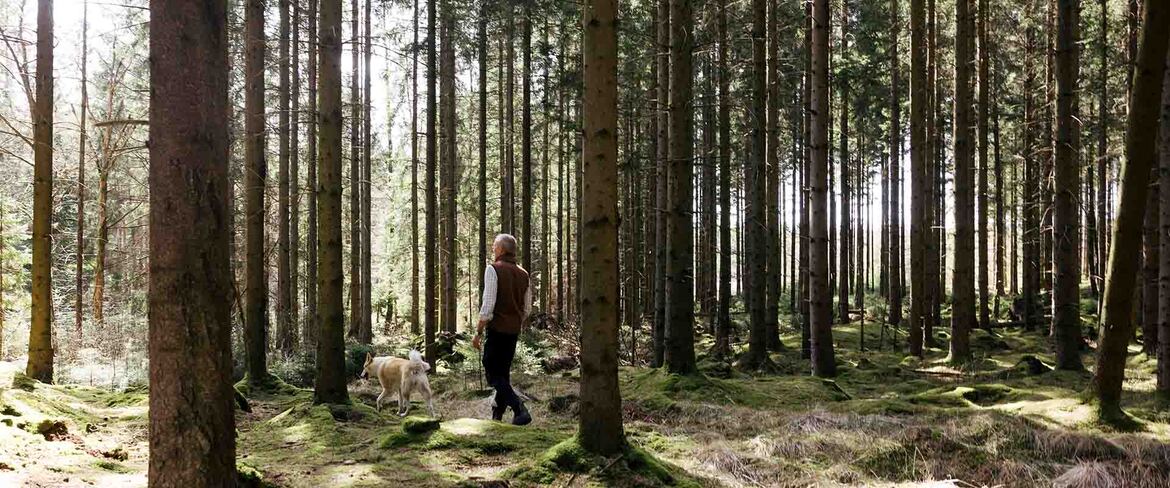 Med Deromes skogsförvaltare får du garanterat god avkastning från din skog.