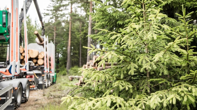 Upprätta en grön skogsbruksplan