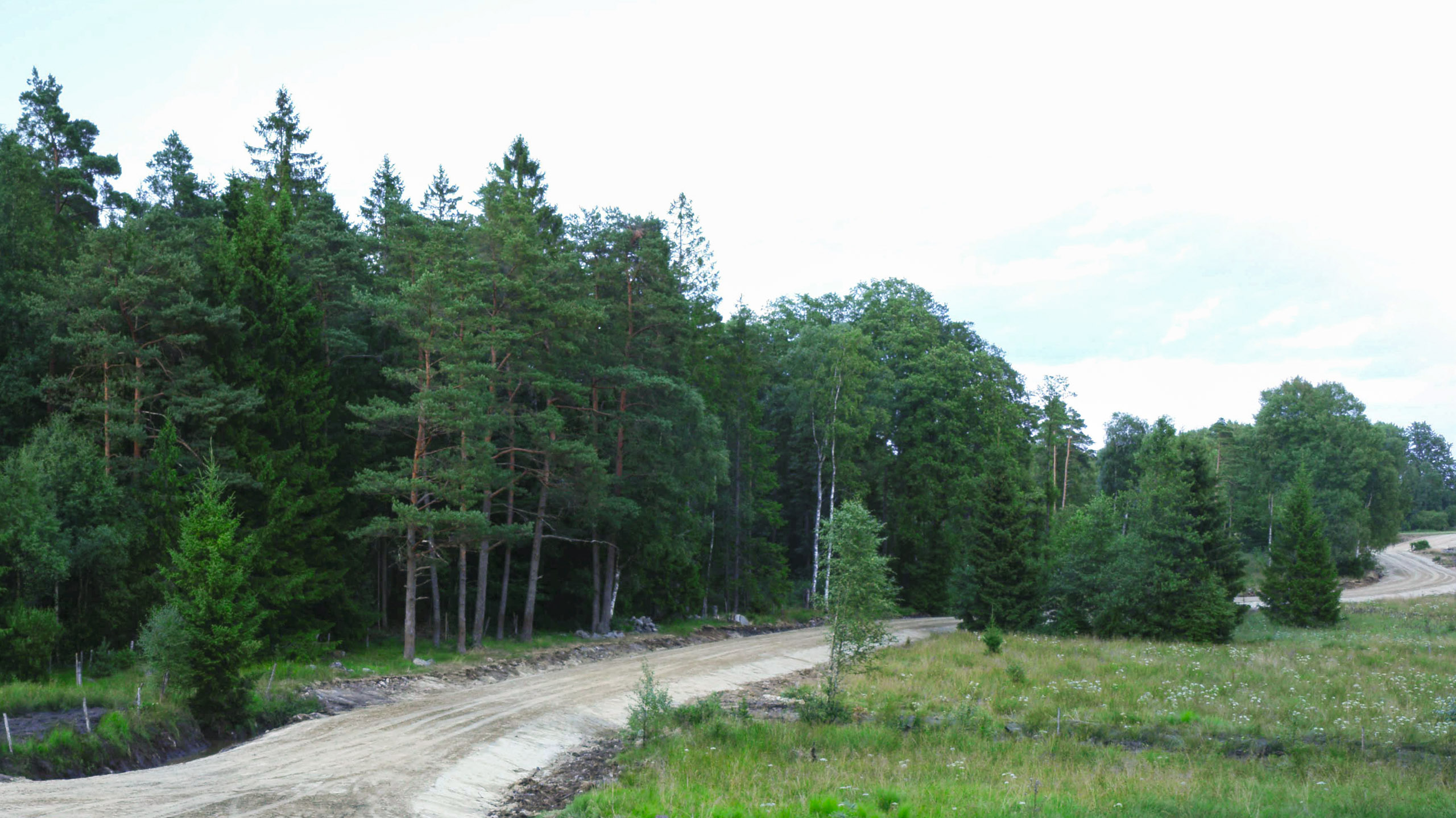skog-skogsbilvag-1.jpg