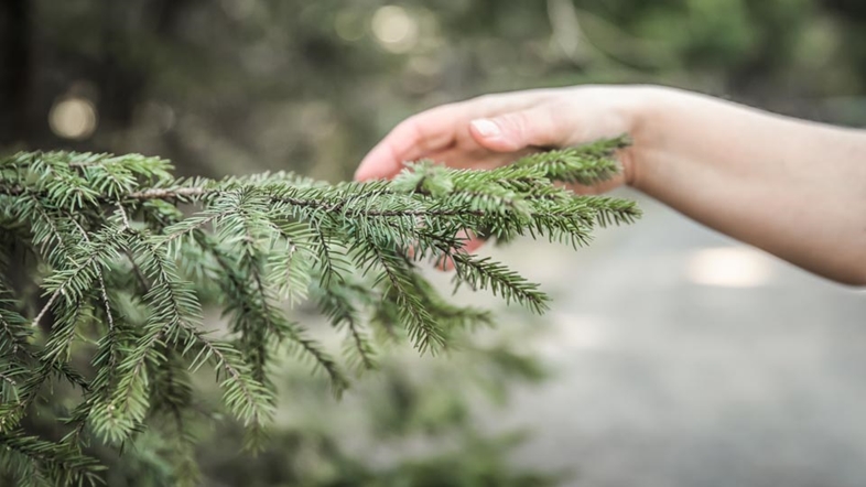 Så certifierar du din skog