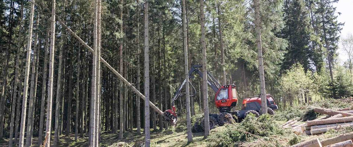 Vi utnyttjar hela trädet. Det som inte blir plankor omvandlas till bioenergi, och spånet från våra sågverk används för att tillverka pellets.