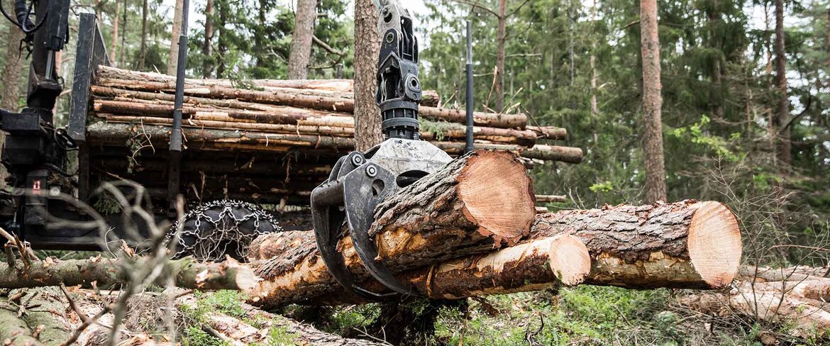 Slutavverkning, och föryngringsavverkning i skogen. 