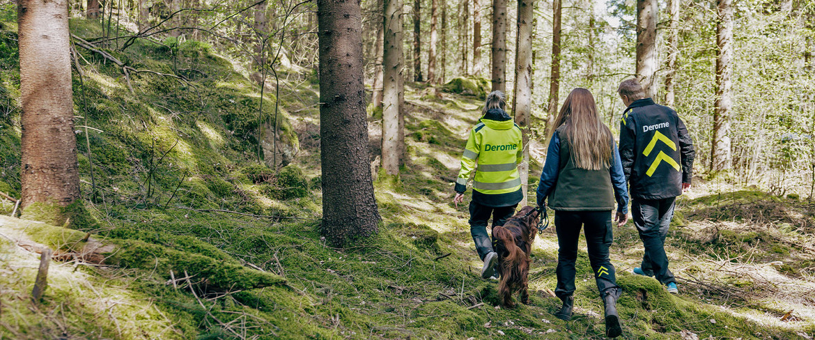 Tre Derome-anställda kollegor går i en svensk skog tillsammans med en brun hund. 