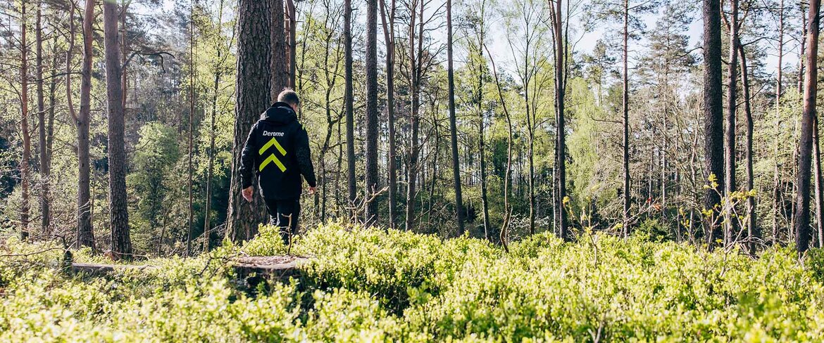 En Derome anställt virkesinköpare vandrar i skogen bland blåbärsris. 